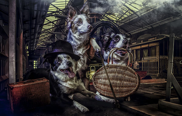 Photograph Vicki Lea Boulter Dogs Day Out on One Eyeland